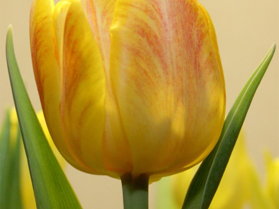 Tulpe in der Vase!