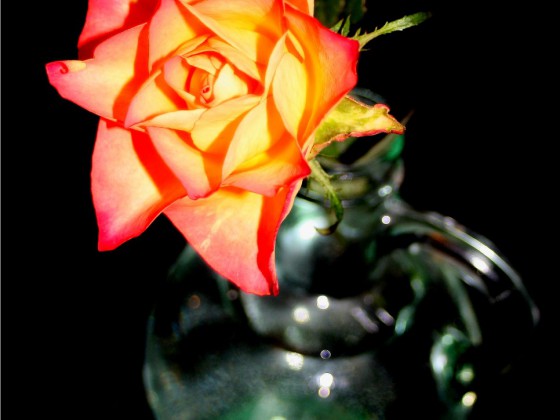 eine Rose