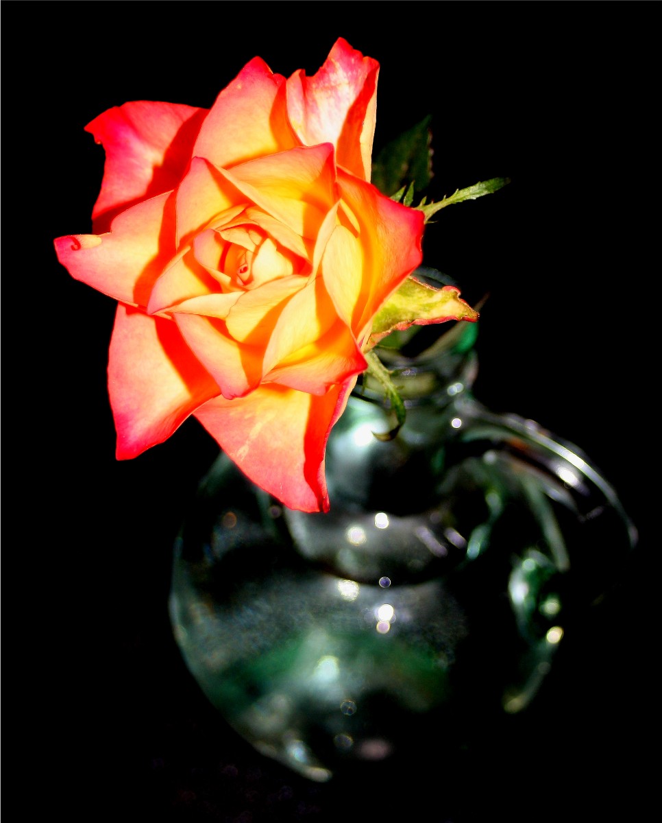 eine Rose