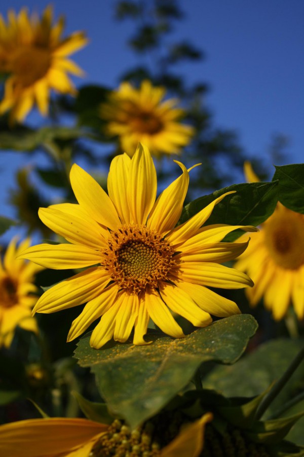 Sonnenblume