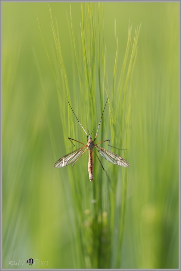 Schnake auf Gras