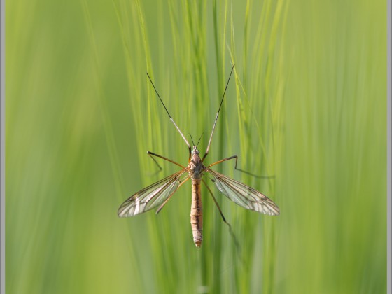 Schnake auf Gras