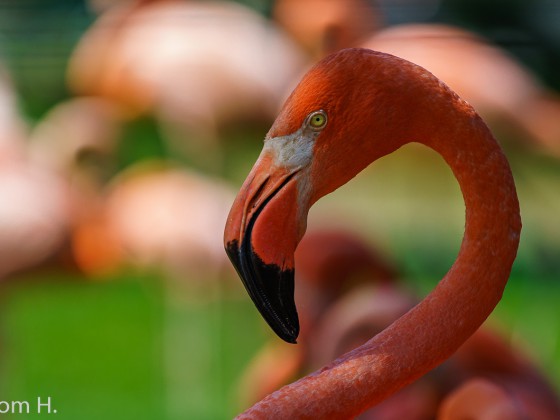 Kölner Zoo