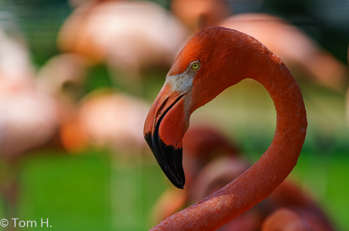 Kölner Zoo