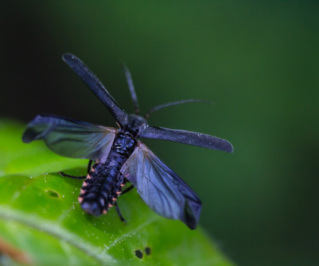 Käfer