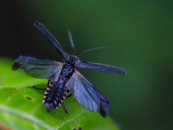 Käfer