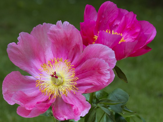 Pfingstrose - Paeonia