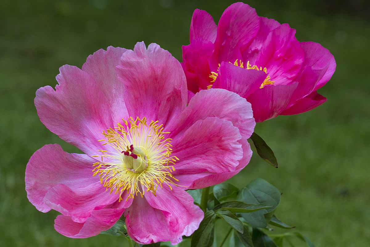 Pfingstrose - Paeonia