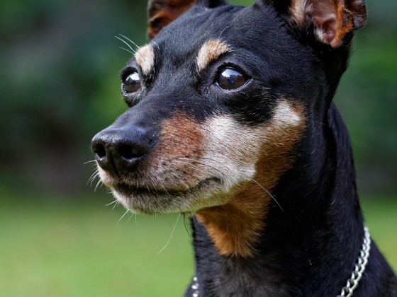 Zwergpinscher