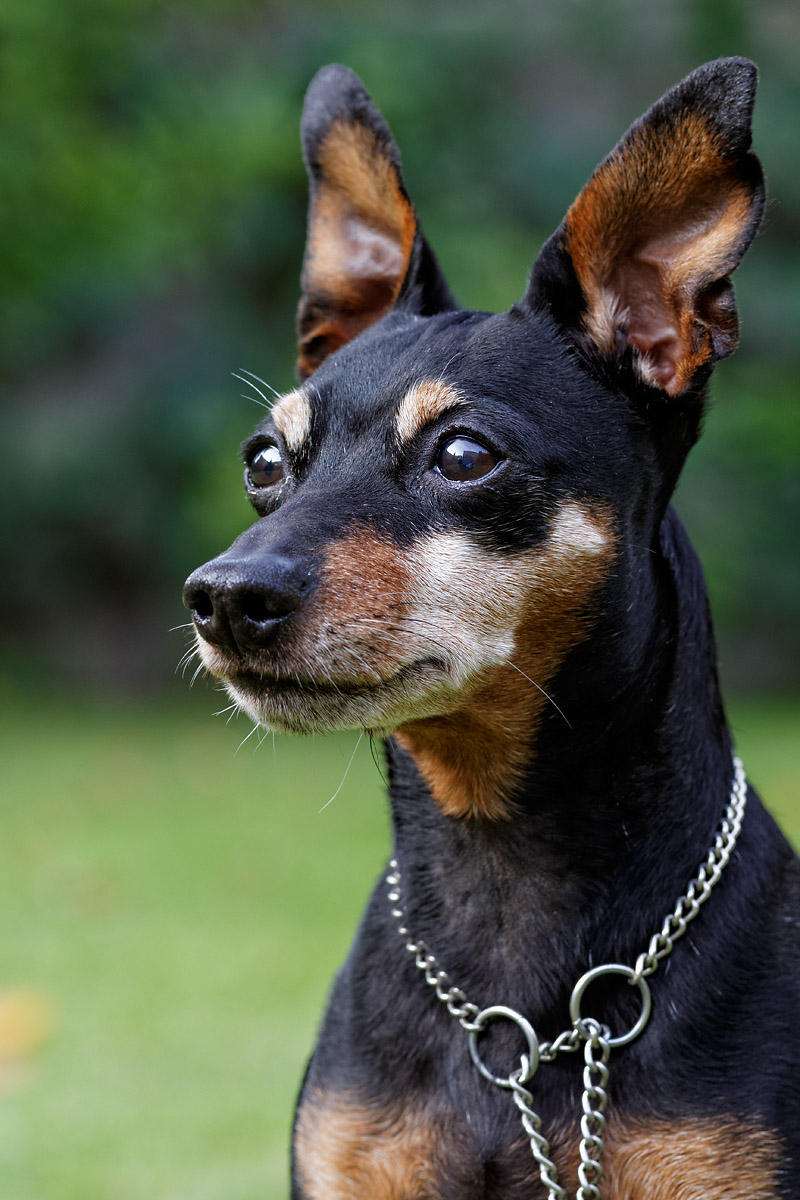 Zwergpinscher