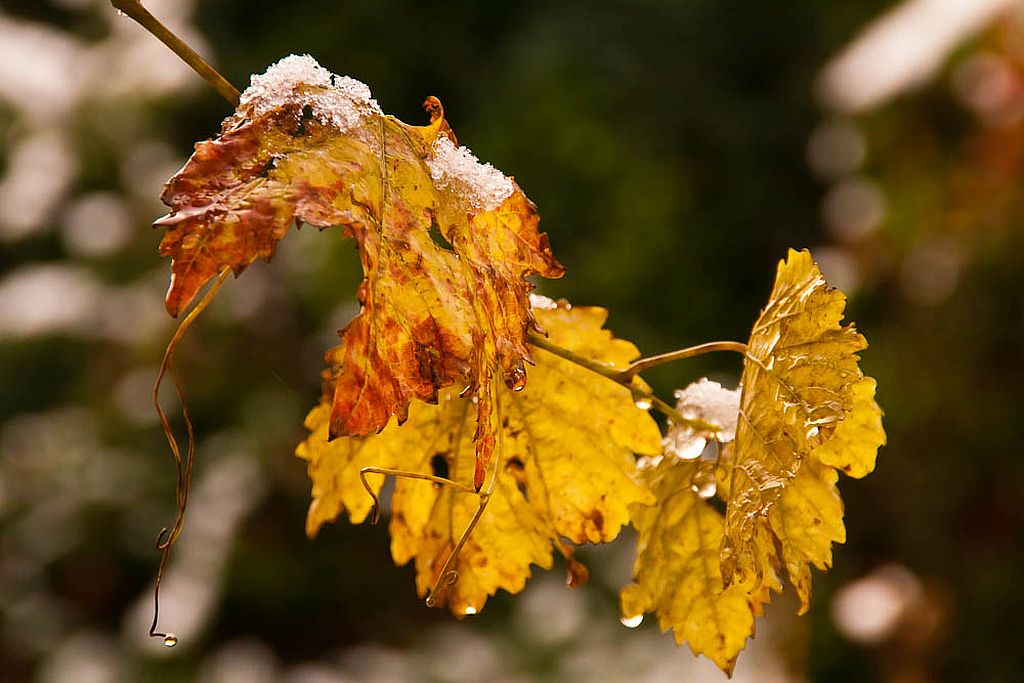erster Schnee 01 1024 150 j