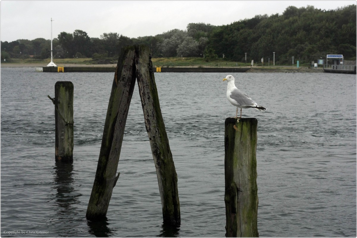 Möwe am Pier