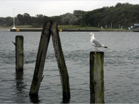 Möwe am Pier