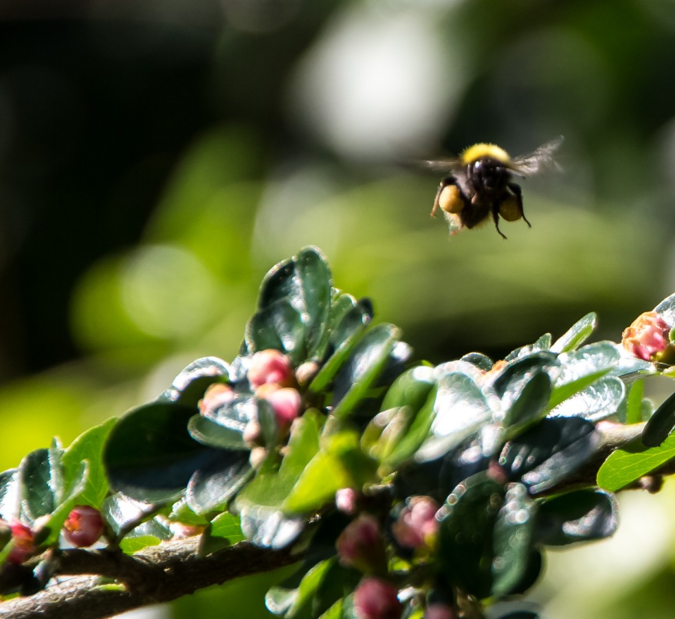 Hummel im Anflug (1 von 1)