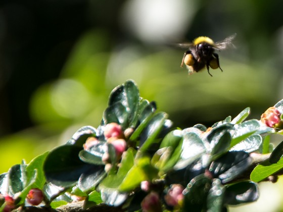 Hummel im Anflug (1 von 1)