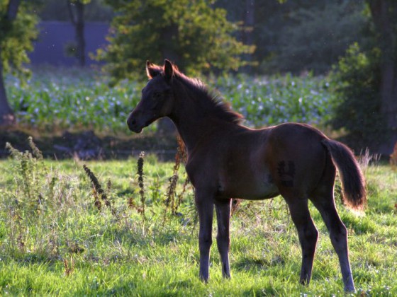 Trakehnerhengstfohlen-Abendsonne-a18059964