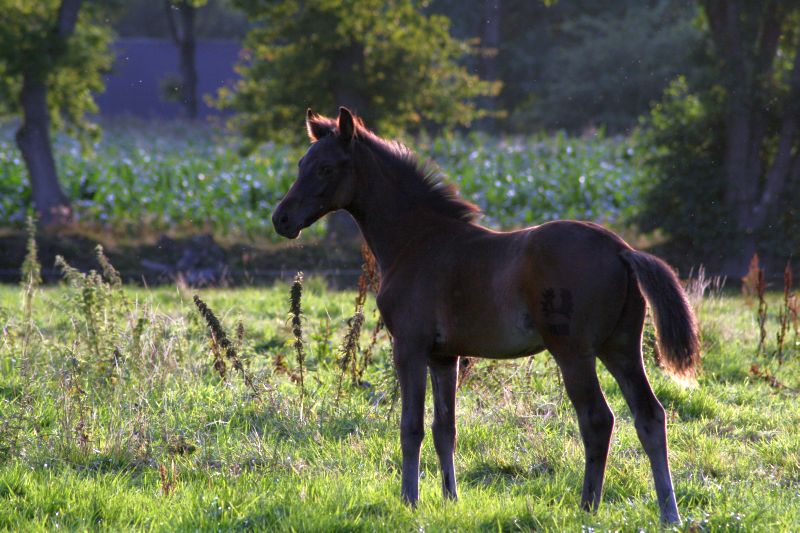 Trakehnerhengstfohlen-Abendsonne-a18059964