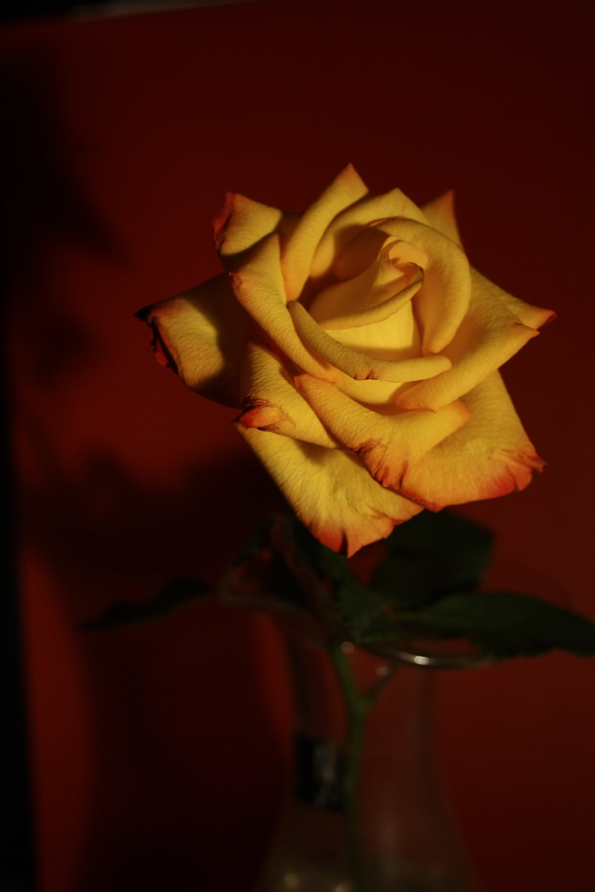 Rose im Zimmerlicht