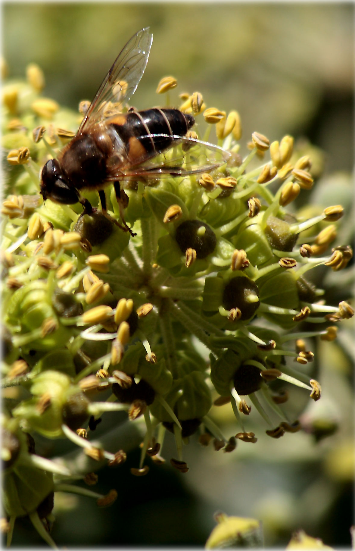 Insekt  im Efeu