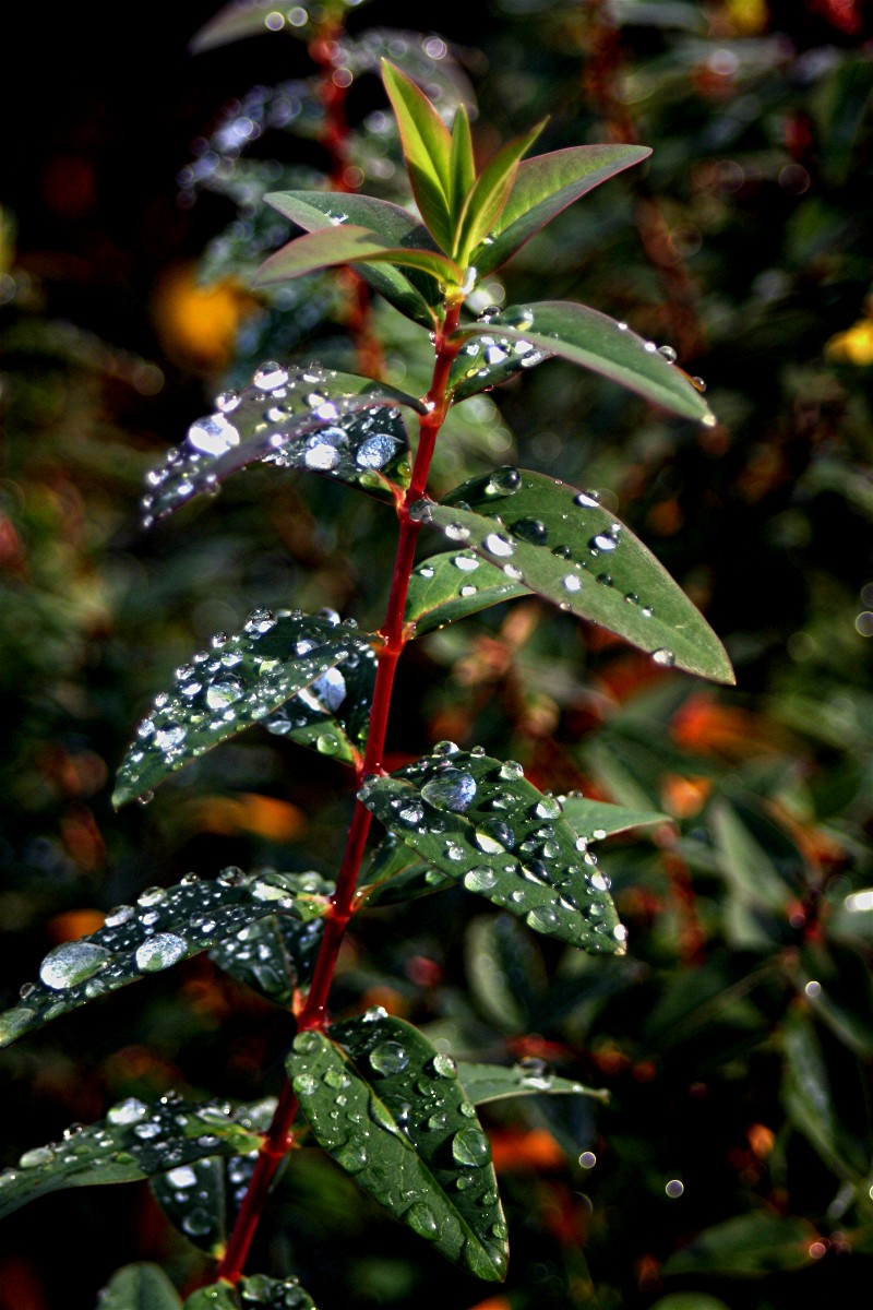 Regenimpressionen 1