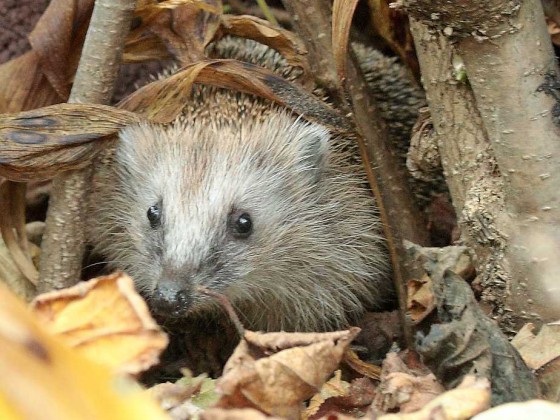 Igel 2