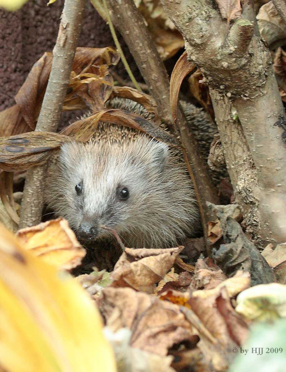 Igel 2