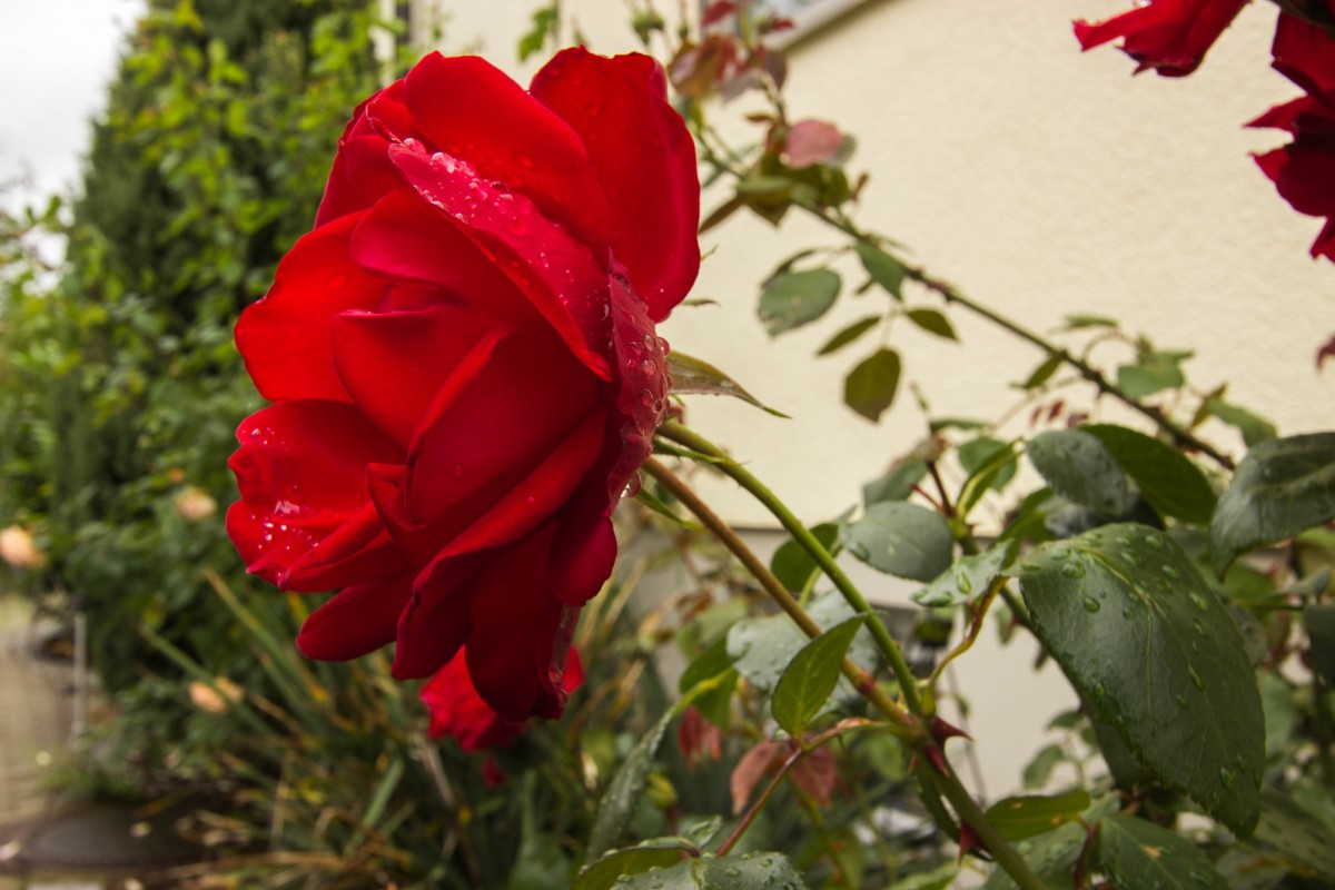 Rosen2