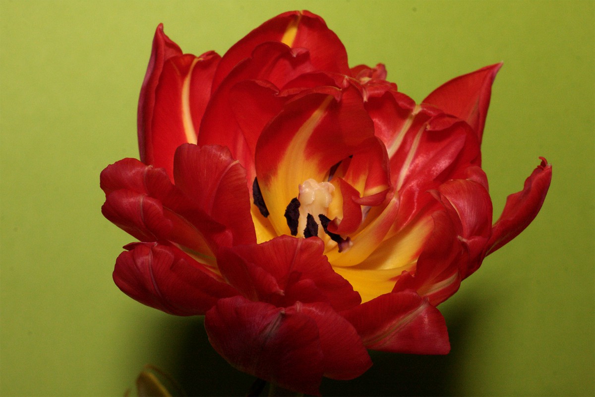 Tulpe mit dem Makro!