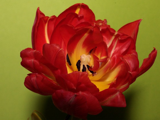 Tulpe mit dem Makro!