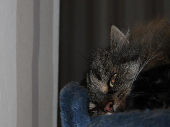 Cat 2