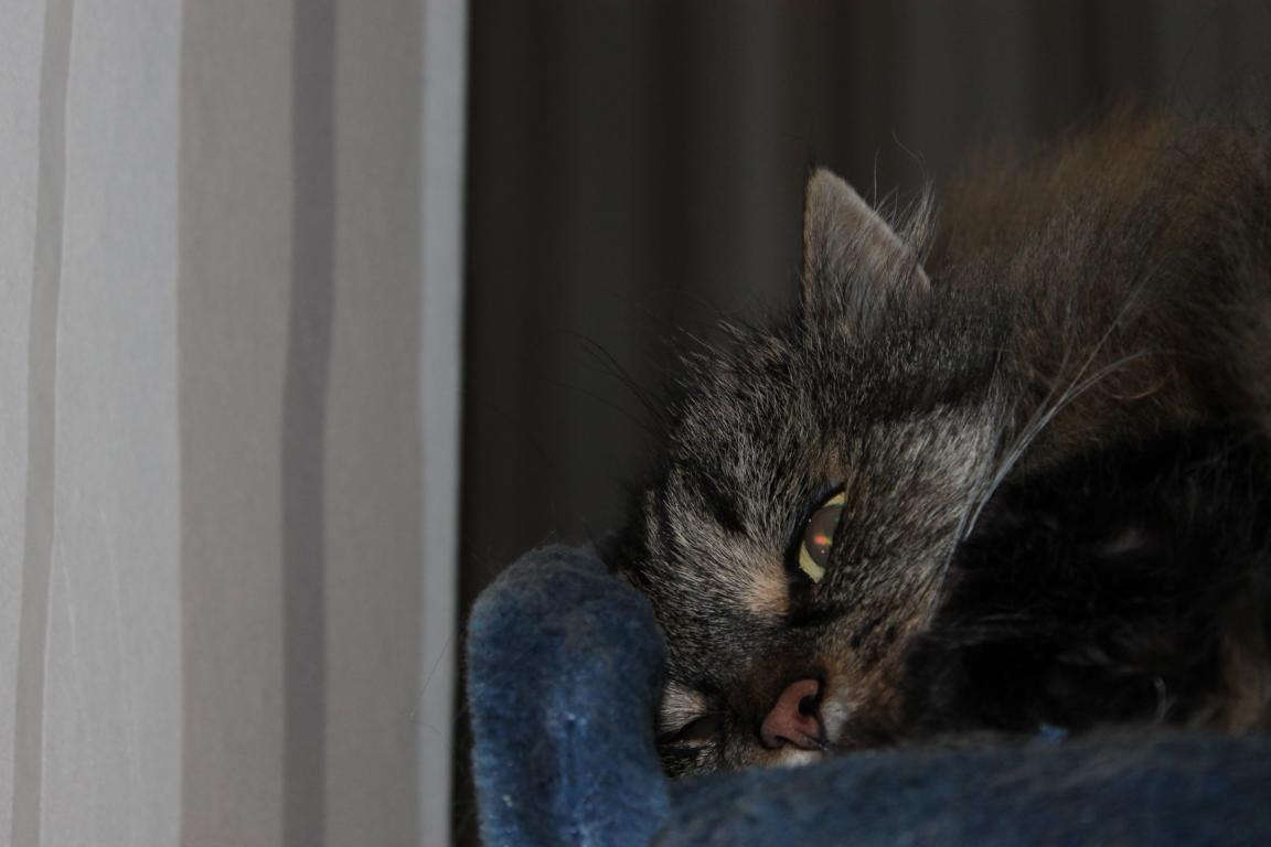 Cat 2