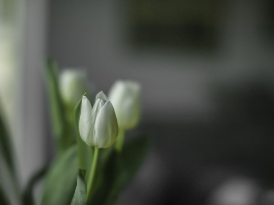 TULPE