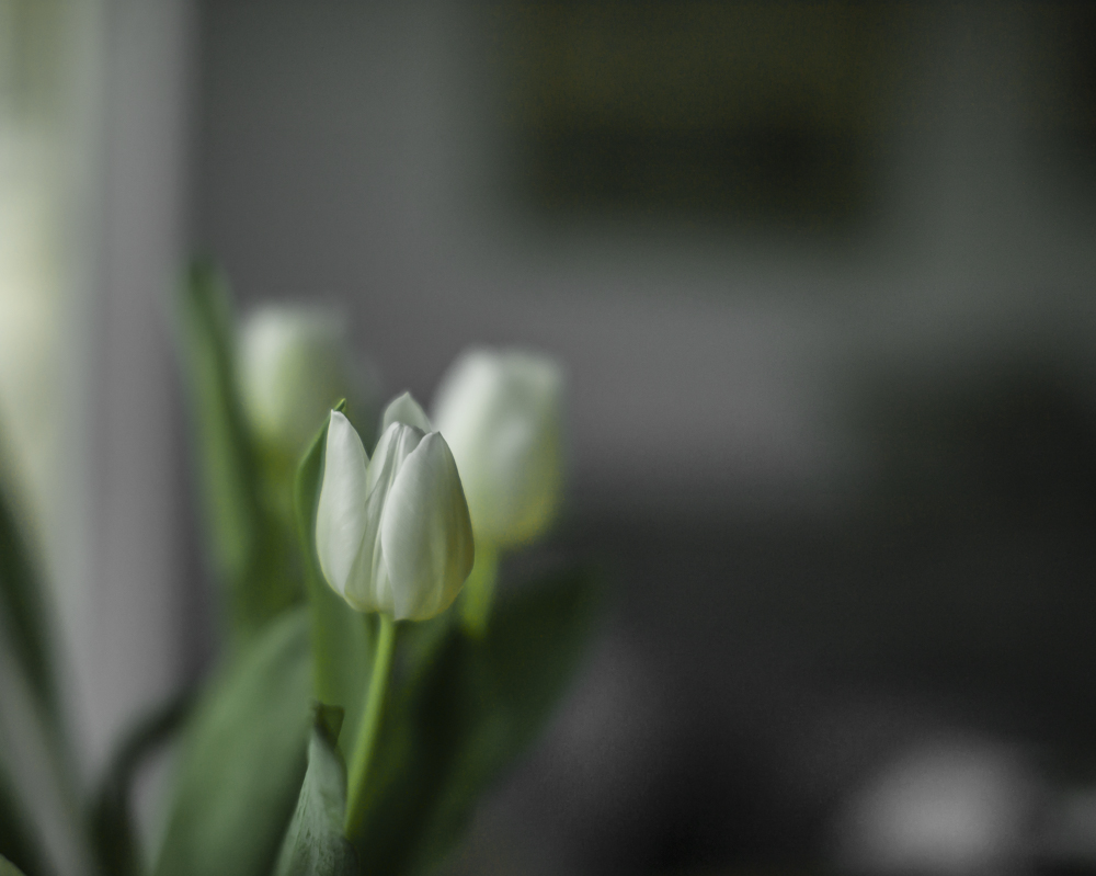 TULPE