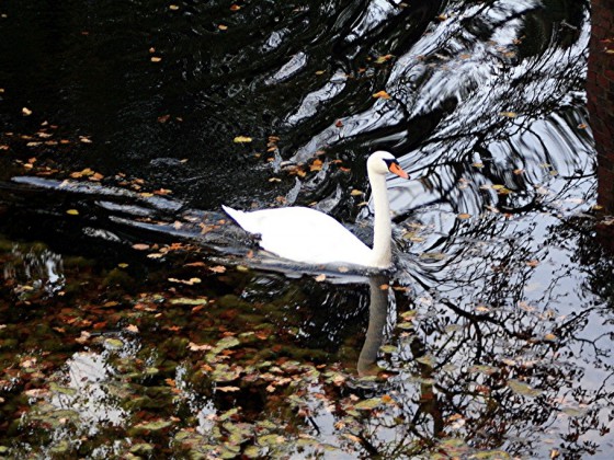 Schwan im Brühler Schlossteich