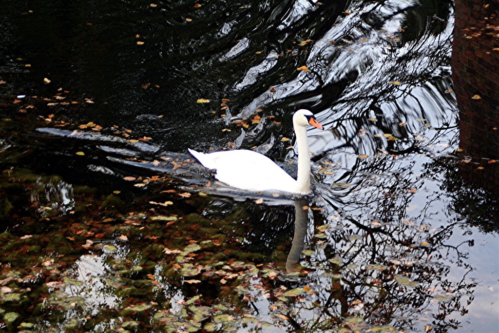 Schwan im Brühler Schlossteich