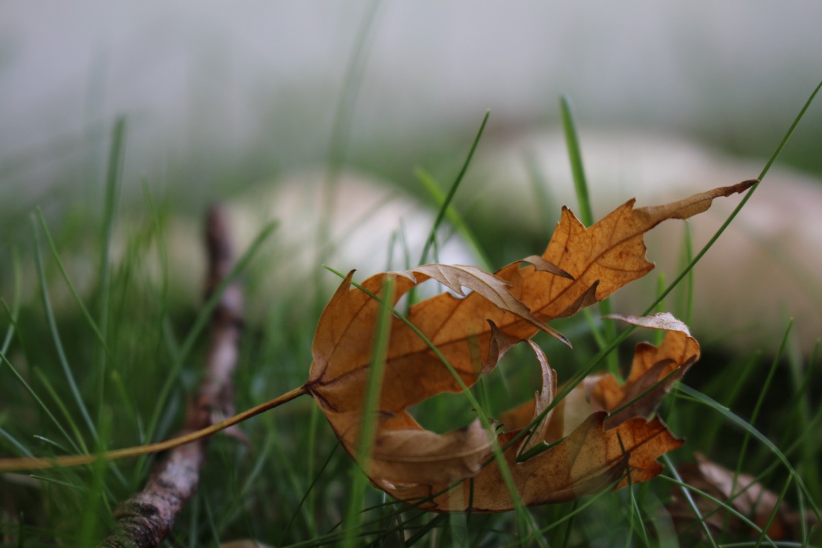 Herbst
