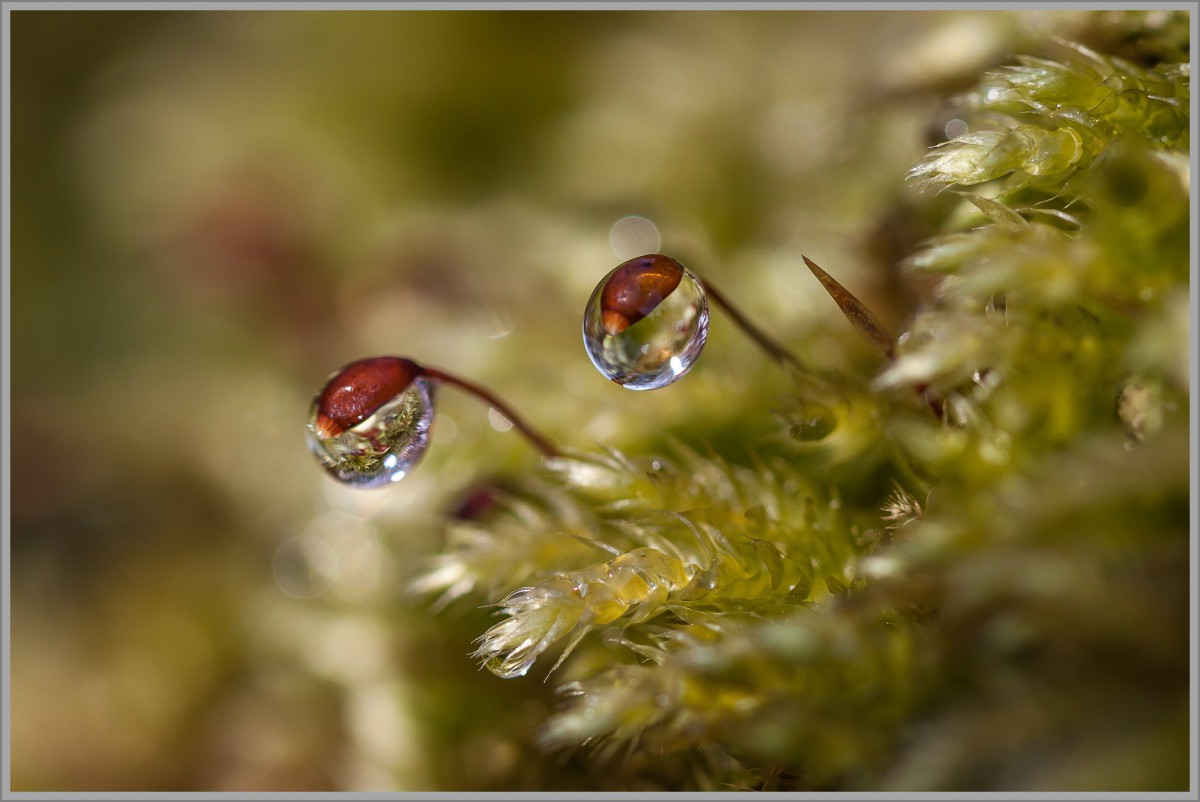 Wassertropfen an Moosblüte