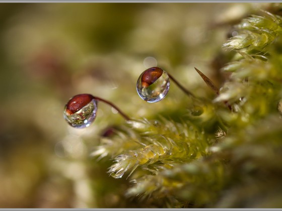 Wassertropfen an Moosblüte