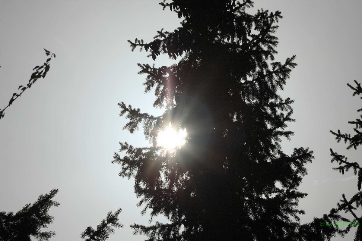Sonnenschein