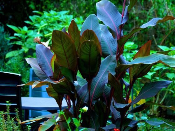 Canna in der HDR Technik