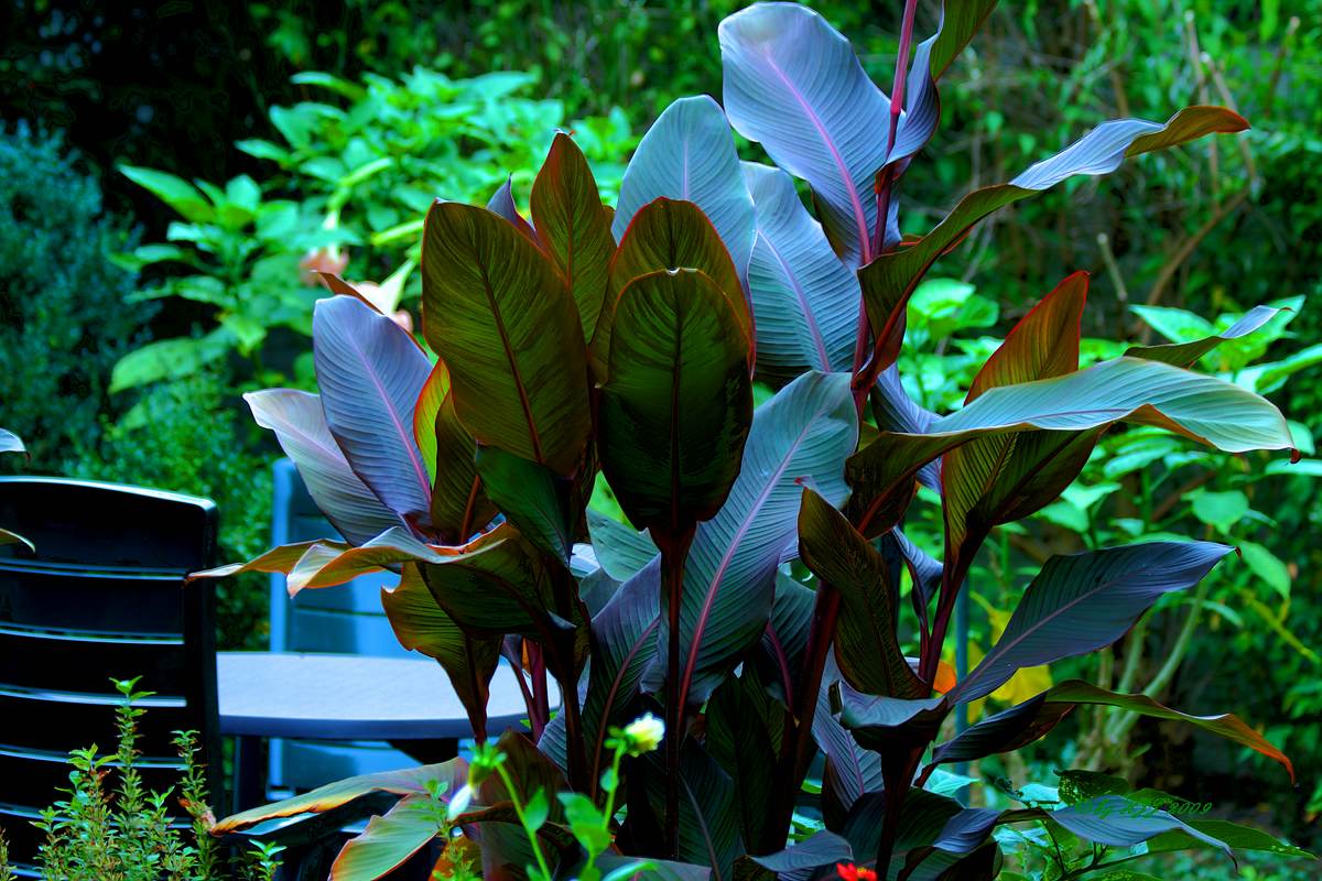 Canna in der HDR Technik